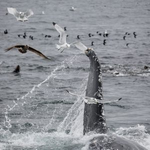 a flock of seagulls flying over a body of water