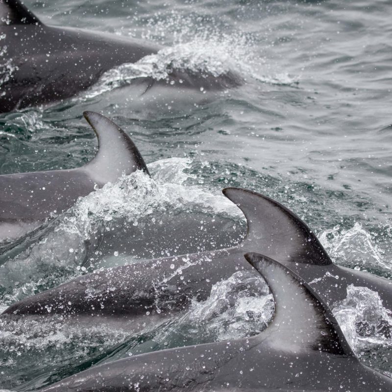 a dolphin jumping out of the water