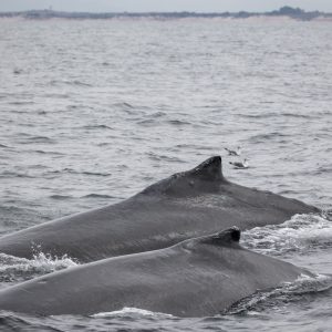 a whale jumping out of the water