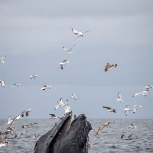 a flock of seagulls flying over a body of water