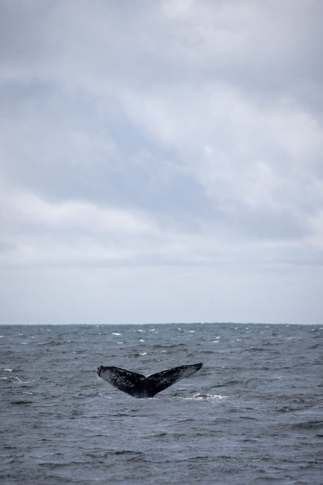 a bird flying over a body of water