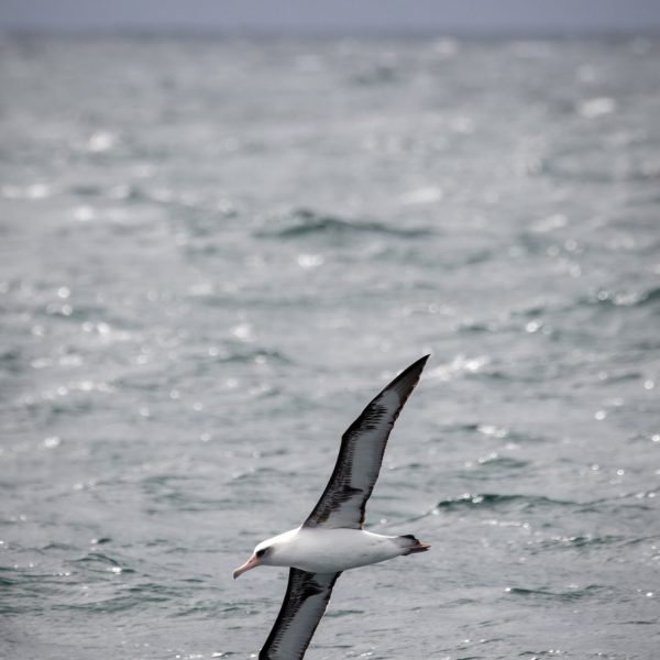 a bird flying over a body of water