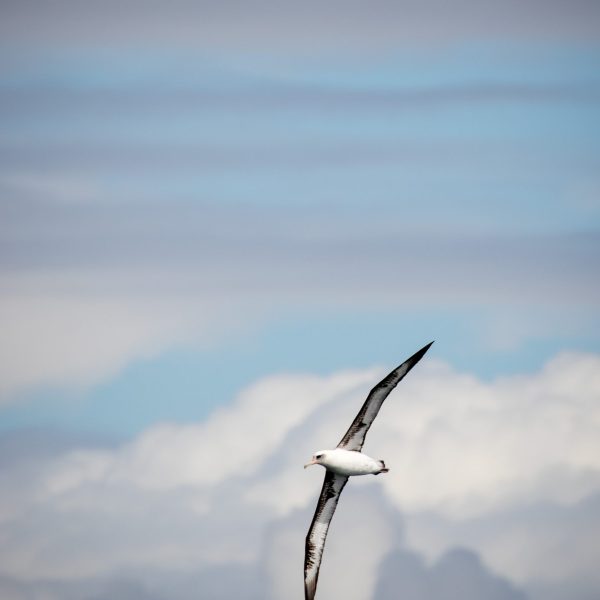 a bird flying in the air on a cloudy day