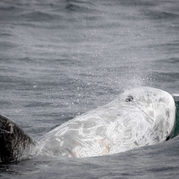 an animal swimming in the water