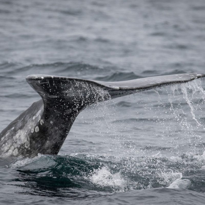 a bird flying over a body of water