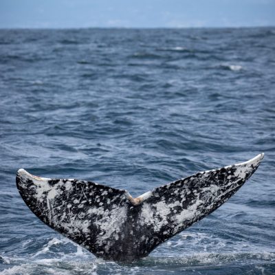 a whale jumping out of the water