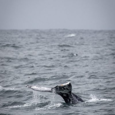 a man riding a wave on a surfboard in the ocean