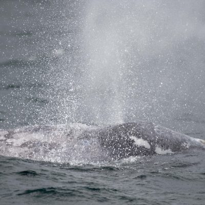 a whale jumping out of the water