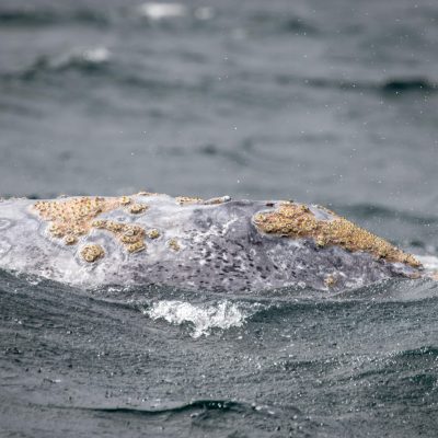 a person riding a wave on top of a body of water