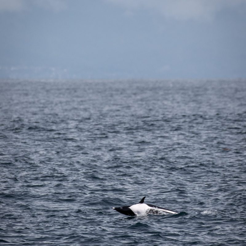 a bird flying over a body of water