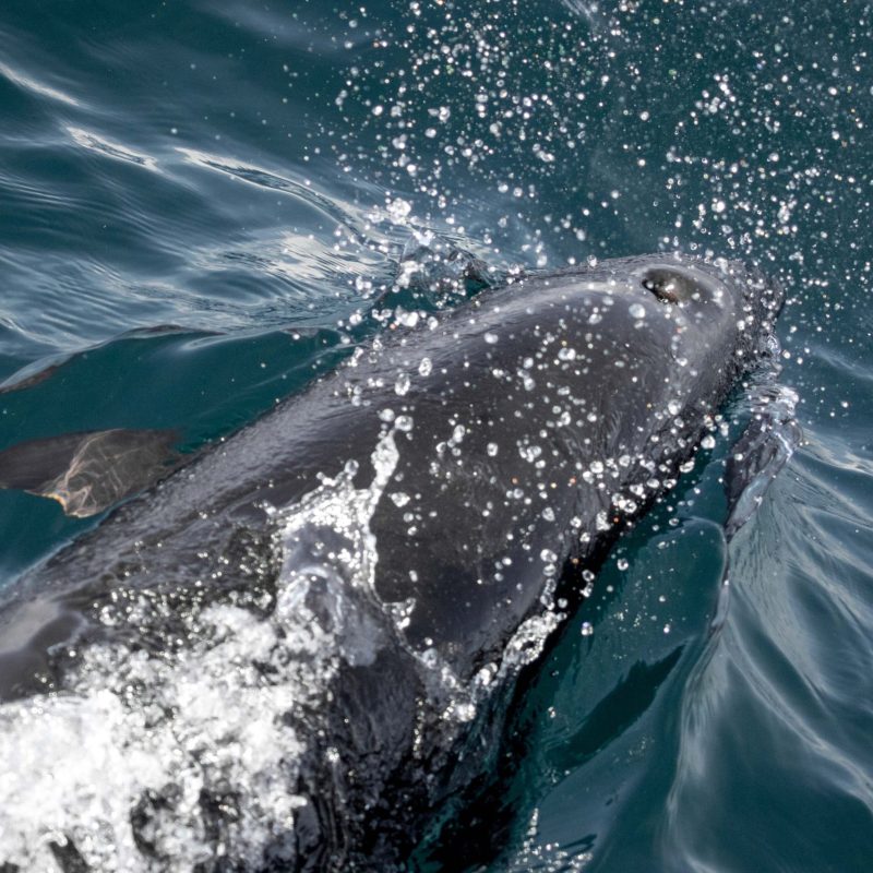 an animal swimming in the water