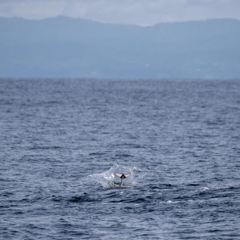 a body of water next to the ocean