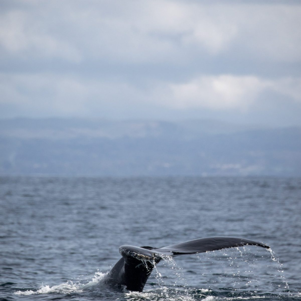 a whale jumping out of the water
