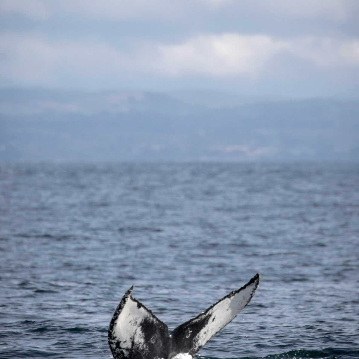 a bird flying over a body of water
