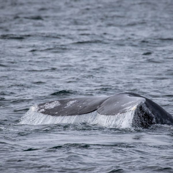 an animal swimming in the water