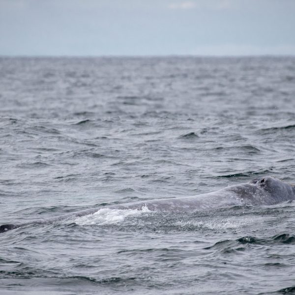 a whale jumping out of the ocean