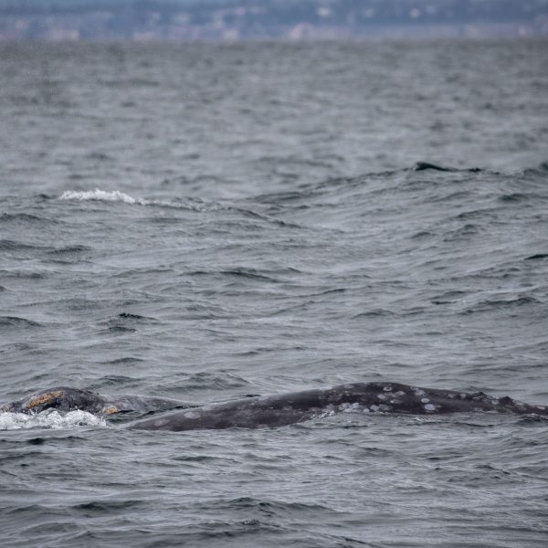 a body of water next to the ocean