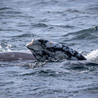 a person riding a wave on a surfboard in the water