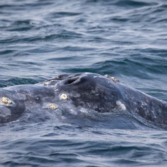 a whale swimming under water