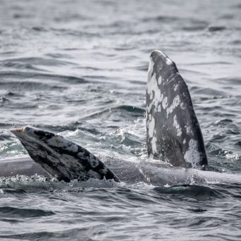 a bird swimming in water next to the ocean