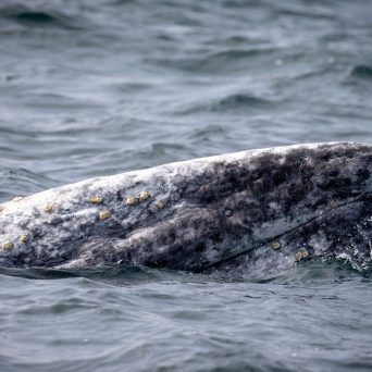 a person riding a wave on top of a body of water