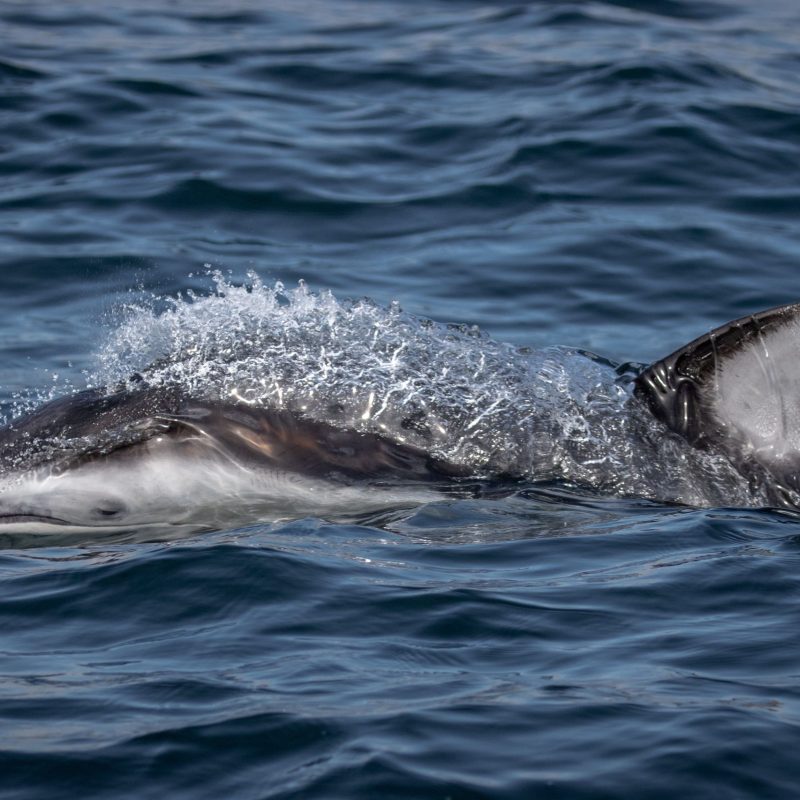 a dolphin jumping out of the water
