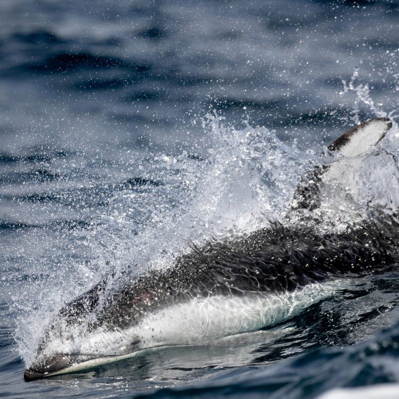 a man riding a wave on a surf board on a body of water
