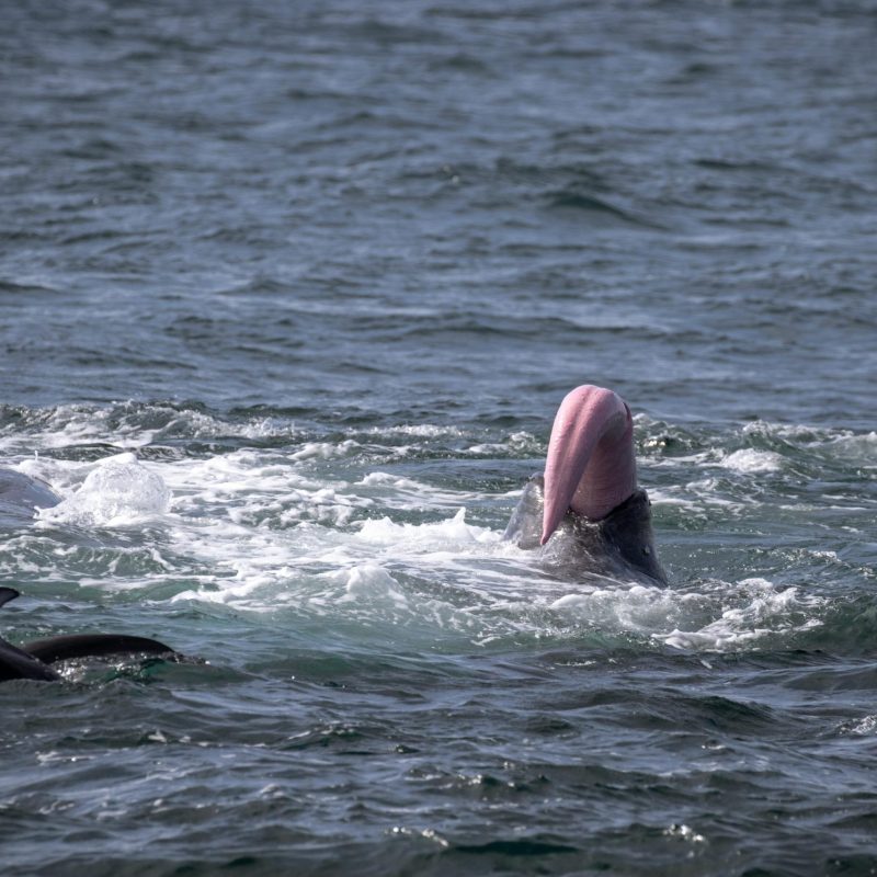 a small girl riding a wave on a surfboard in the water