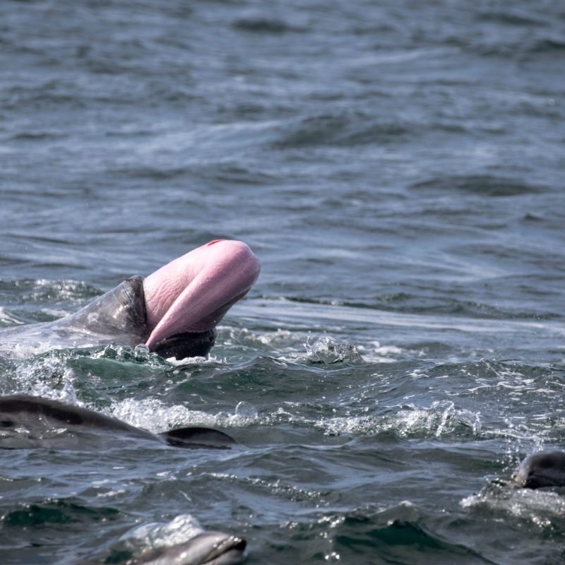 a person riding a wave on a surfboard in the water