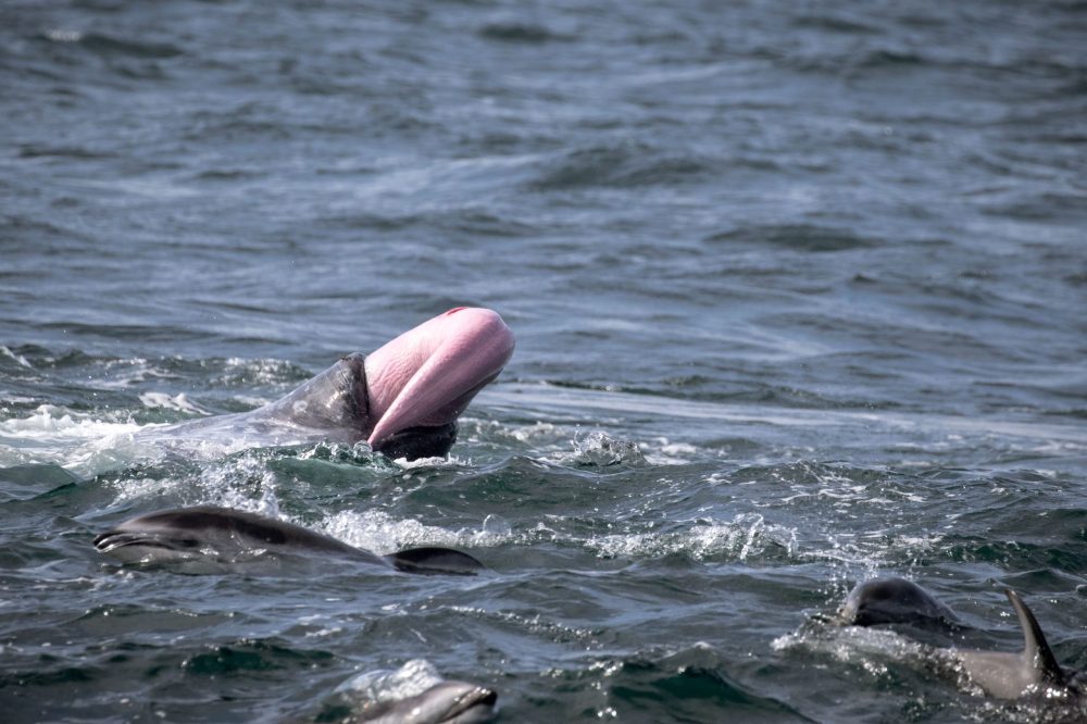 Pod of bottlenose dolphins swimming around whale penis