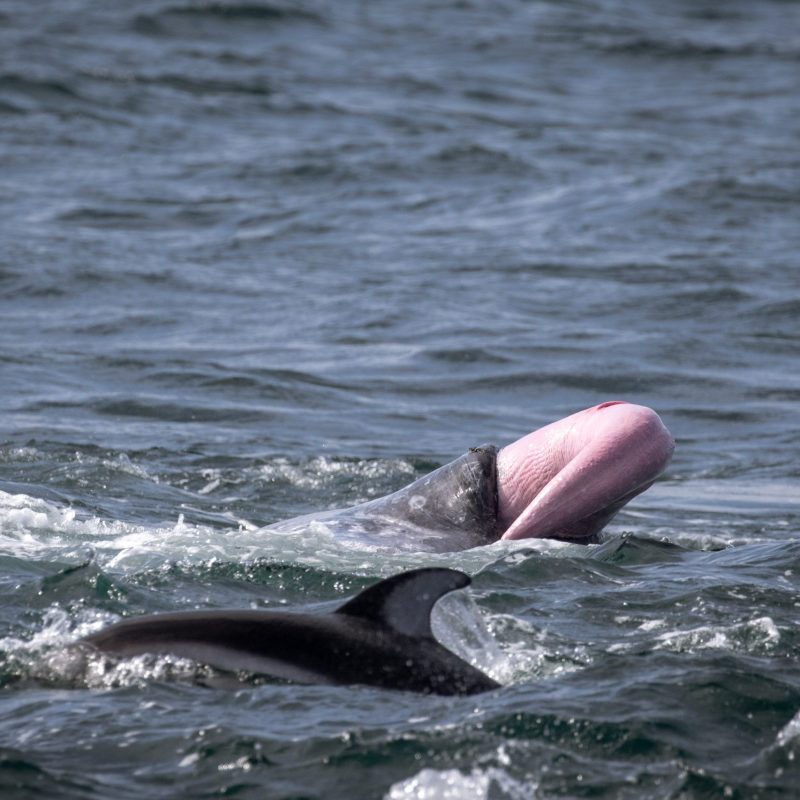 a person riding a wave on a surfboard in the water