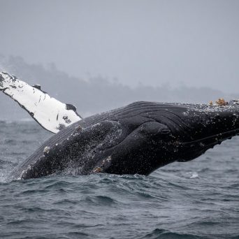 a whale jumping out of the water