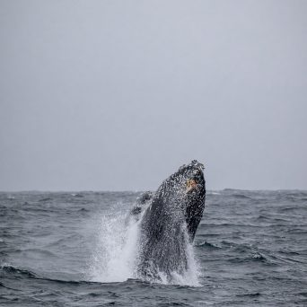 a whale jumping out of the water