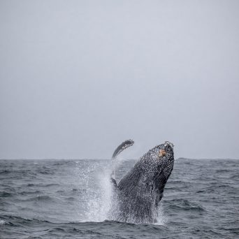 a whale jumping out of the water