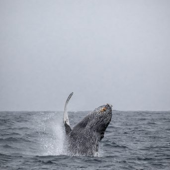 a whale jumping out of the water