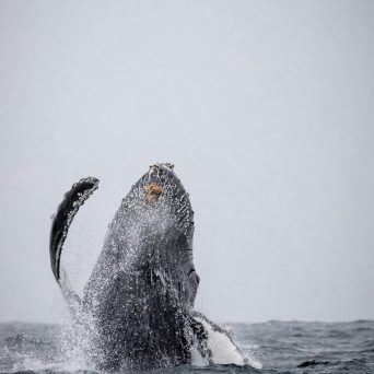 a whale jumping out of the water