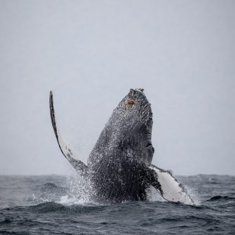 a whale jumping out of the water