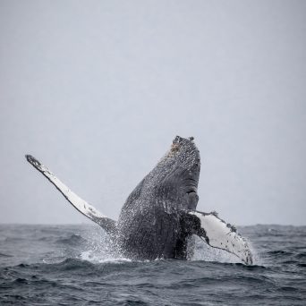 a bird flying over a body of water