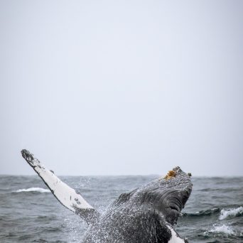 a person swimming in a body of water