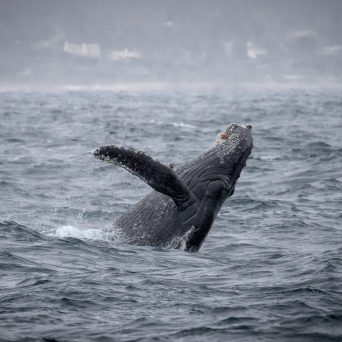 a bird flying over a body of water