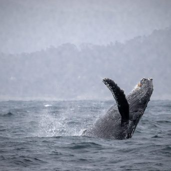 a man flying through the air while riding a wave in the ocean