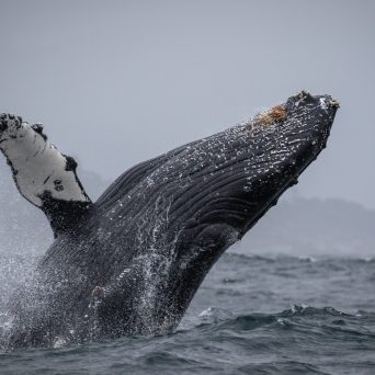 a bird flying over a body of water