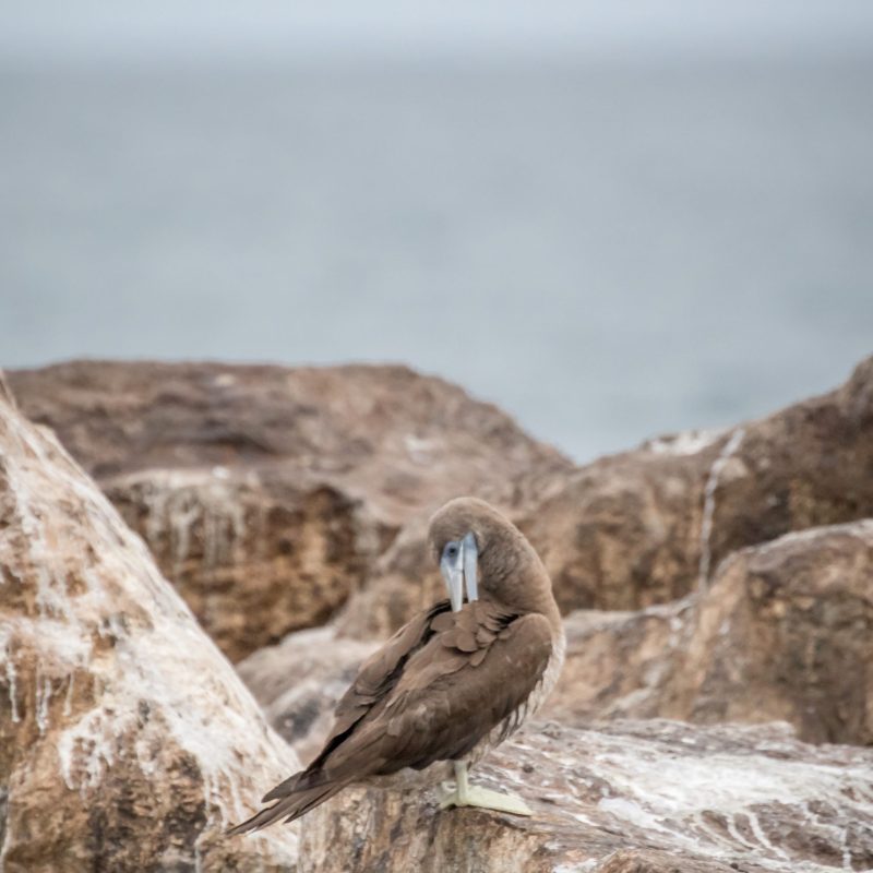 a bird standing on a rock