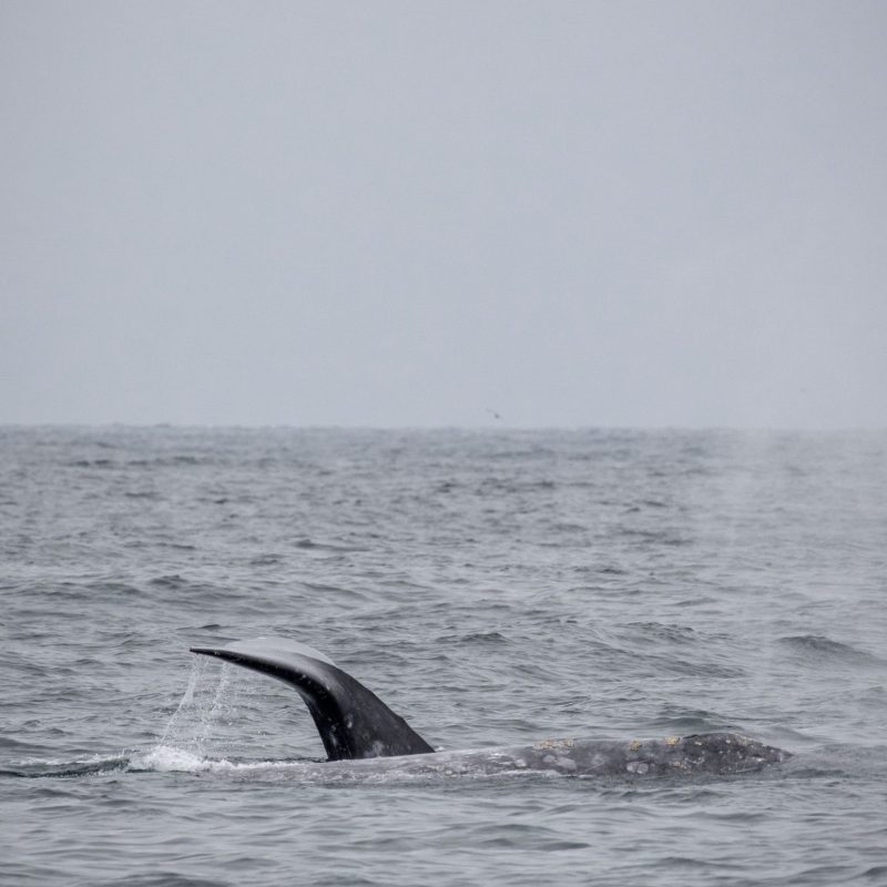 a whale jumping out of the water