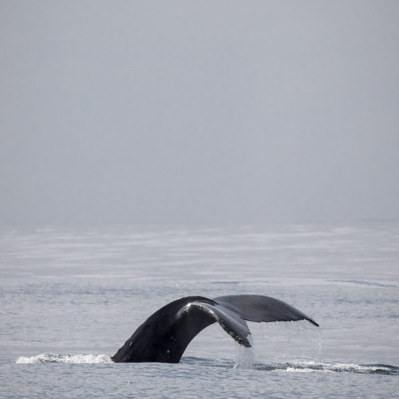 a whale jumping out of the water