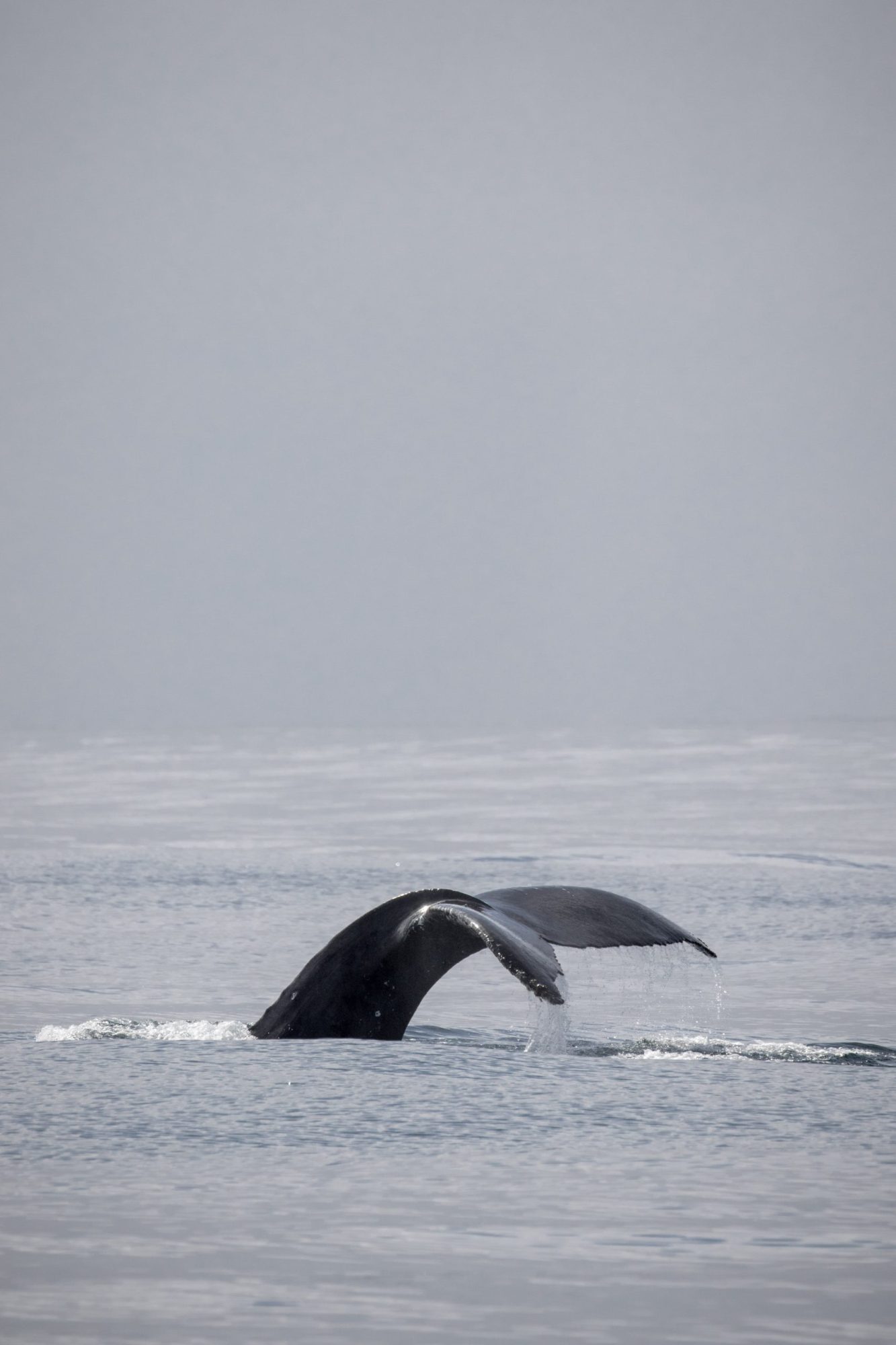 blog 3.5.20-4 a whale jumping out of the water