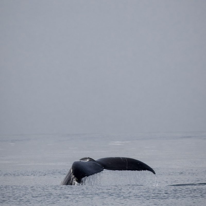 an animal swimming in the water