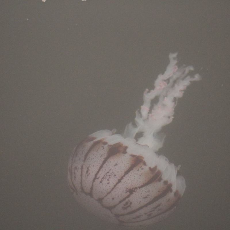 a close up of an animal