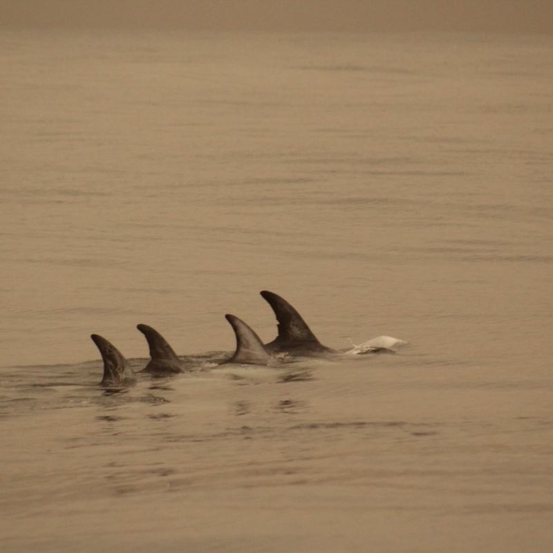a bird standing on top of a body of water