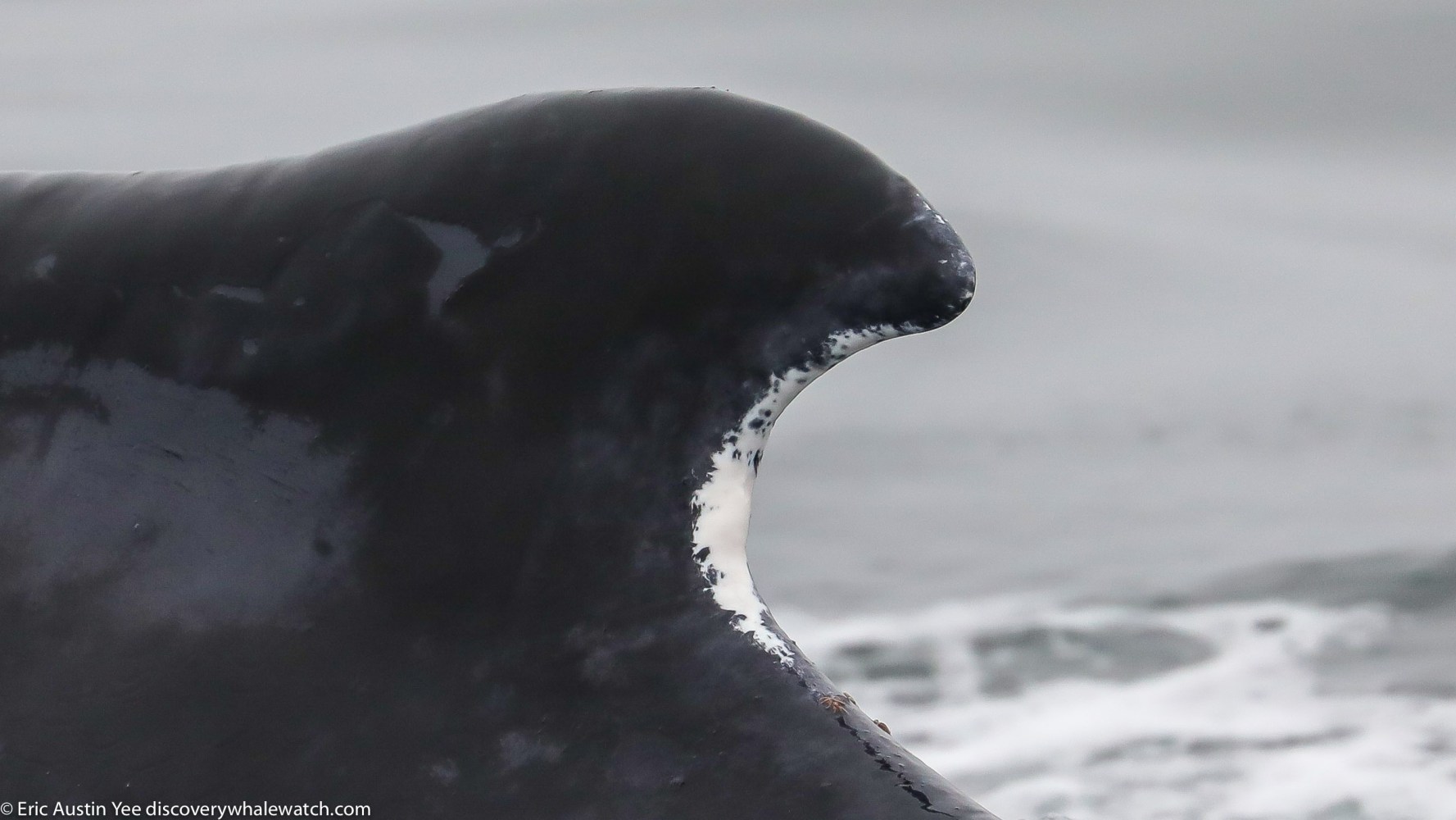 Close up of a humpback whale tail